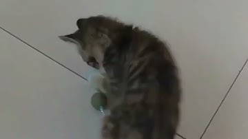 Hot selling cat Spinning catnip ball grinding teeth cleaning treatment