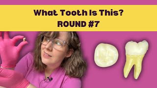 Practice Tooth ID Quiz 7 |  Learn How to Identify a Tooth in 5 Steps & ACE your Dental School Exams