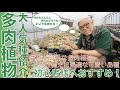 初心者様必見:大人気種紹介！『多肉植物』栽培の簡単な寄せ植えに最適な品種8選「サボテン相談室 羽兼直行」