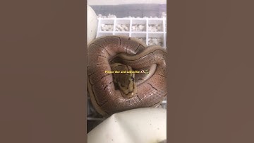 More new baby ball pythons! Like and subscribe for more see our listings on Morphmarket