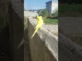 Yellow ringneck young pairs visiting outside green raw young piece