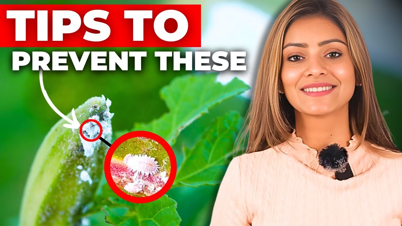 How to Get Rid of Mealy Bugs?