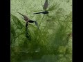 Baby fish betta groove up soon mix color