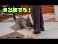 甘え方が激しすぎる甘えん坊な猫!足に噛みついて離さない