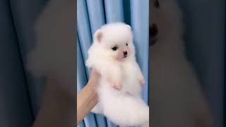 Ai thích vào fb em ghim đầu trang #nguyenkienpom #phocsoc #chó #chó_cưng #pomeranian
