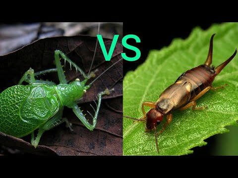 Что будет если кузнечик заметит уховертку (Katydid vs earwig).
