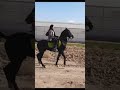 سوارکاری بانوان سوارکاری بانوان