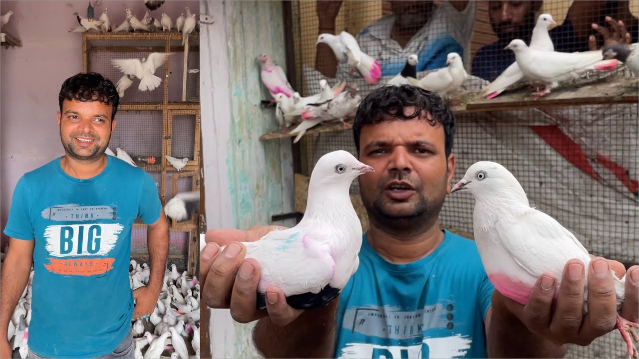 Shazad loni kabutar shop kabootar market loni sehzad pet shop Delhi white pigeons
