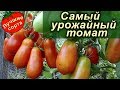 Томат Засолочный деликатес - Самый Урожайный Сорт 2018 г. (лучшие сорта томатов)