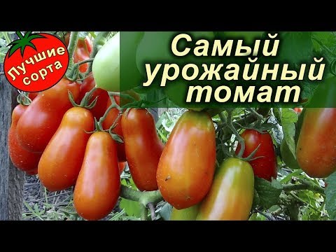 Video: Delikate Tomatterter