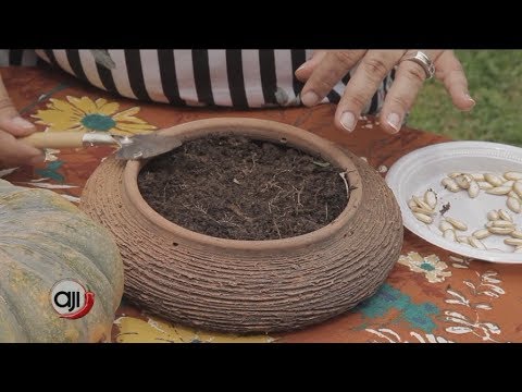 En el huerto: El zapallo y sus propiedades - YouTube