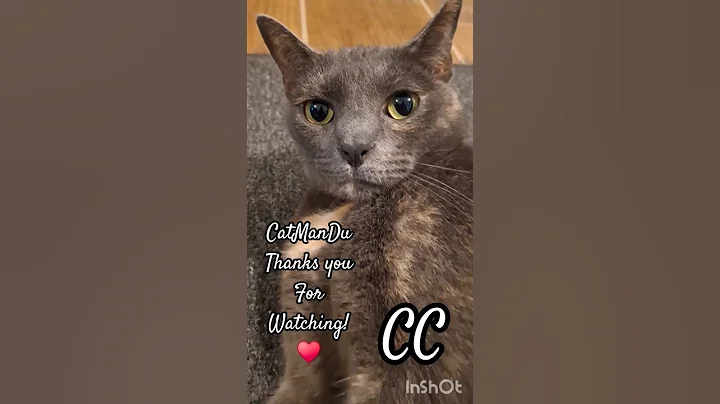 Watch the video about FURRY JOY😺♥️♥️ #cat #catlover #kitten #meow #siamese #calicocat