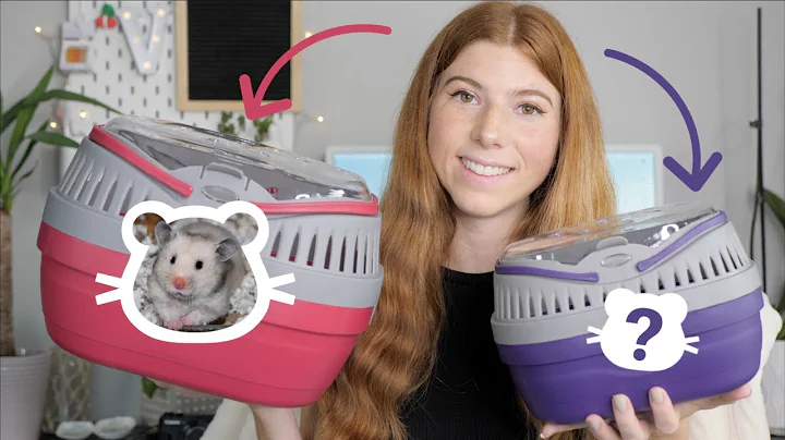 Meet my TWO New Hamsters!