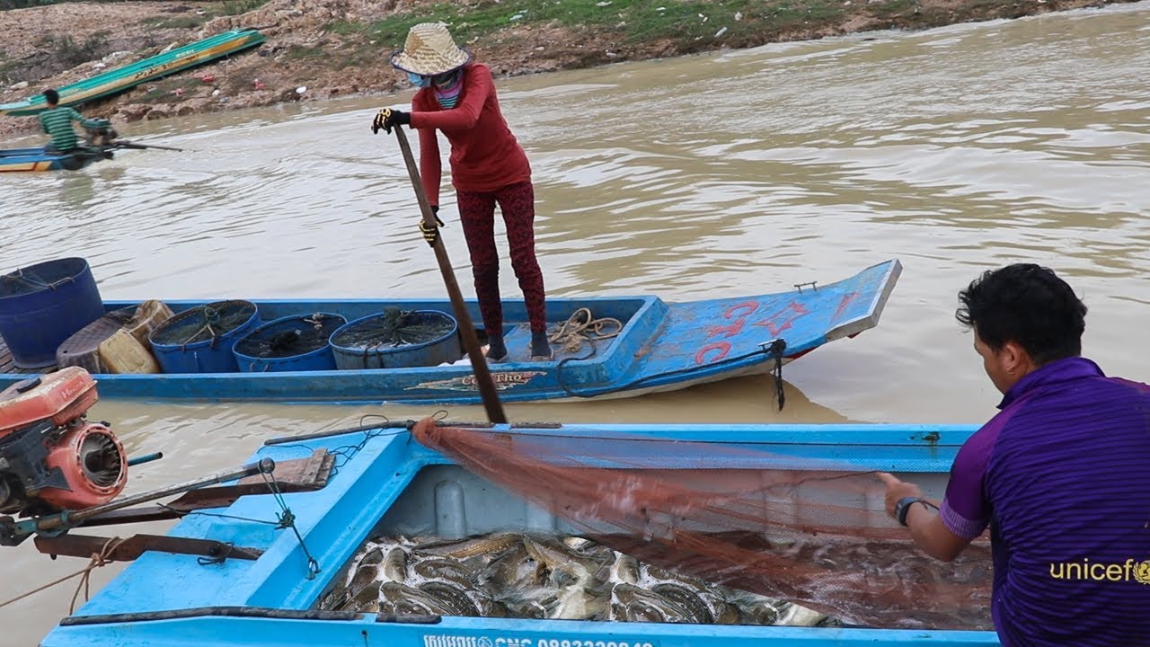 Real Life People On River Collect Fish A Lot - Season Shipping Fish ...