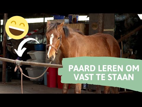 Paard leren vaststaan | Paard opvoeden #2 ||Elysepaard