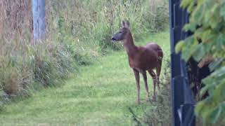 Young Deer Playing