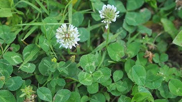 Controlling Clover in Your Yard
