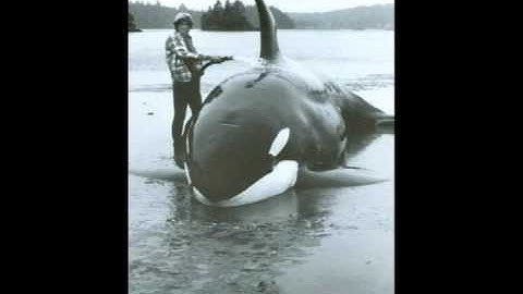 Whales in Fjords: Two Case Studies, Part 2