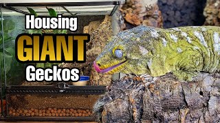 How to Setup a Giant Gecko Vivarium (Rhacodactylus leachianus)