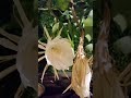 Brahma Kamal flower blooming Time lapse #brahmakamal #brahmakamalflower