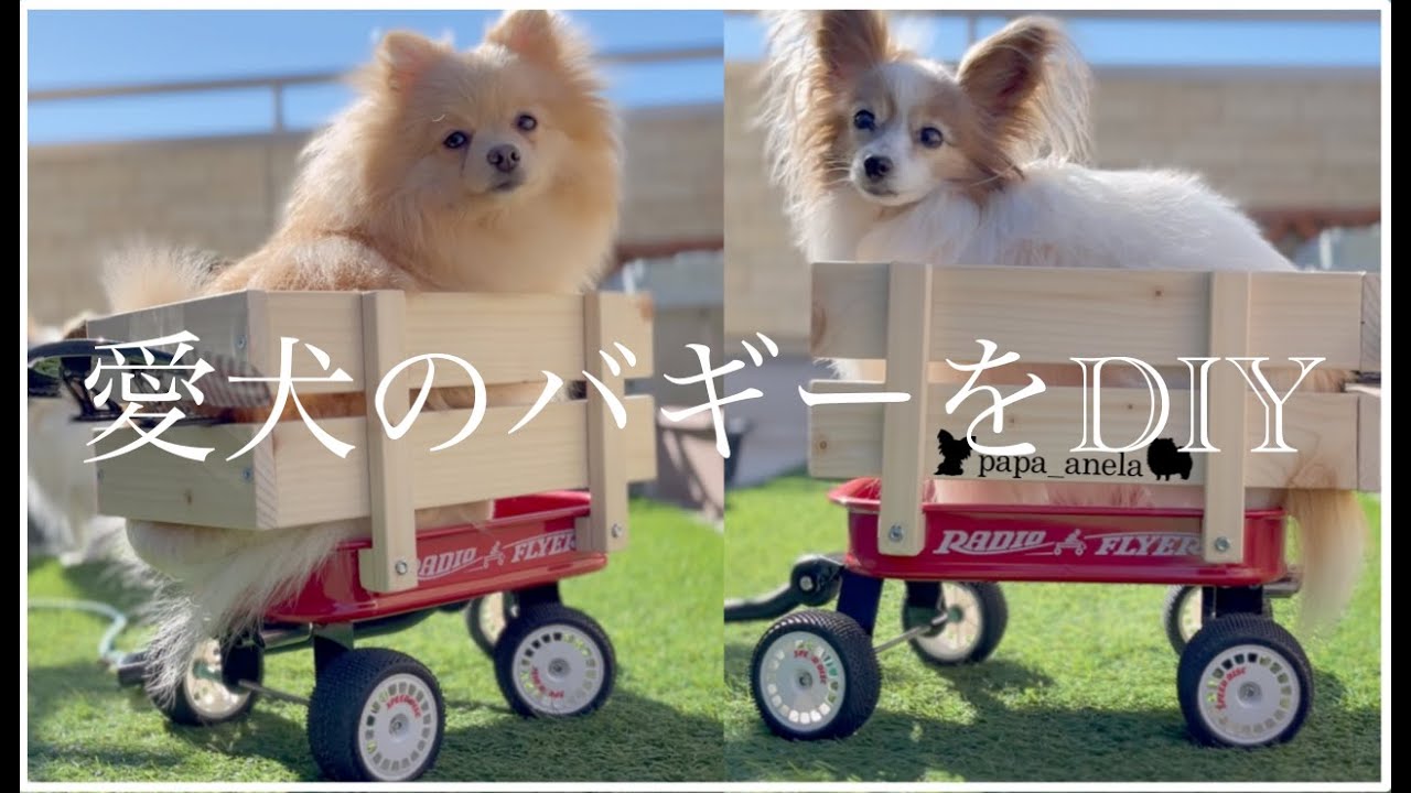 I tried DIY a toy buggy as a dog buggy #Pomeranian #Papillon - YouTube