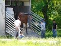 Приезд скаковых Лошадей на Алматинский Ипподром