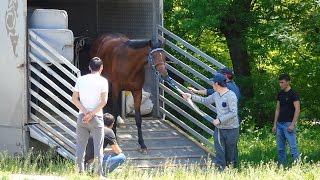 Приезд скаковых Лошадей на Алматинский Ипподром