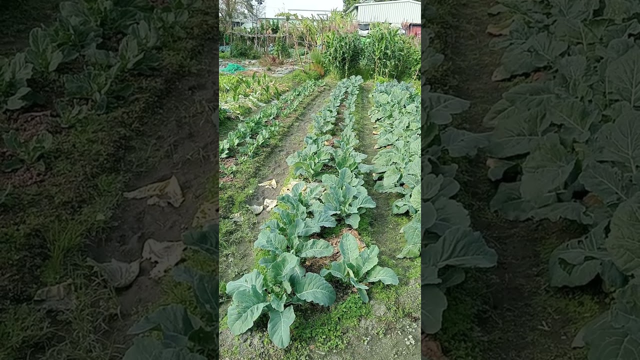 ชมสวนผักคุณยาย