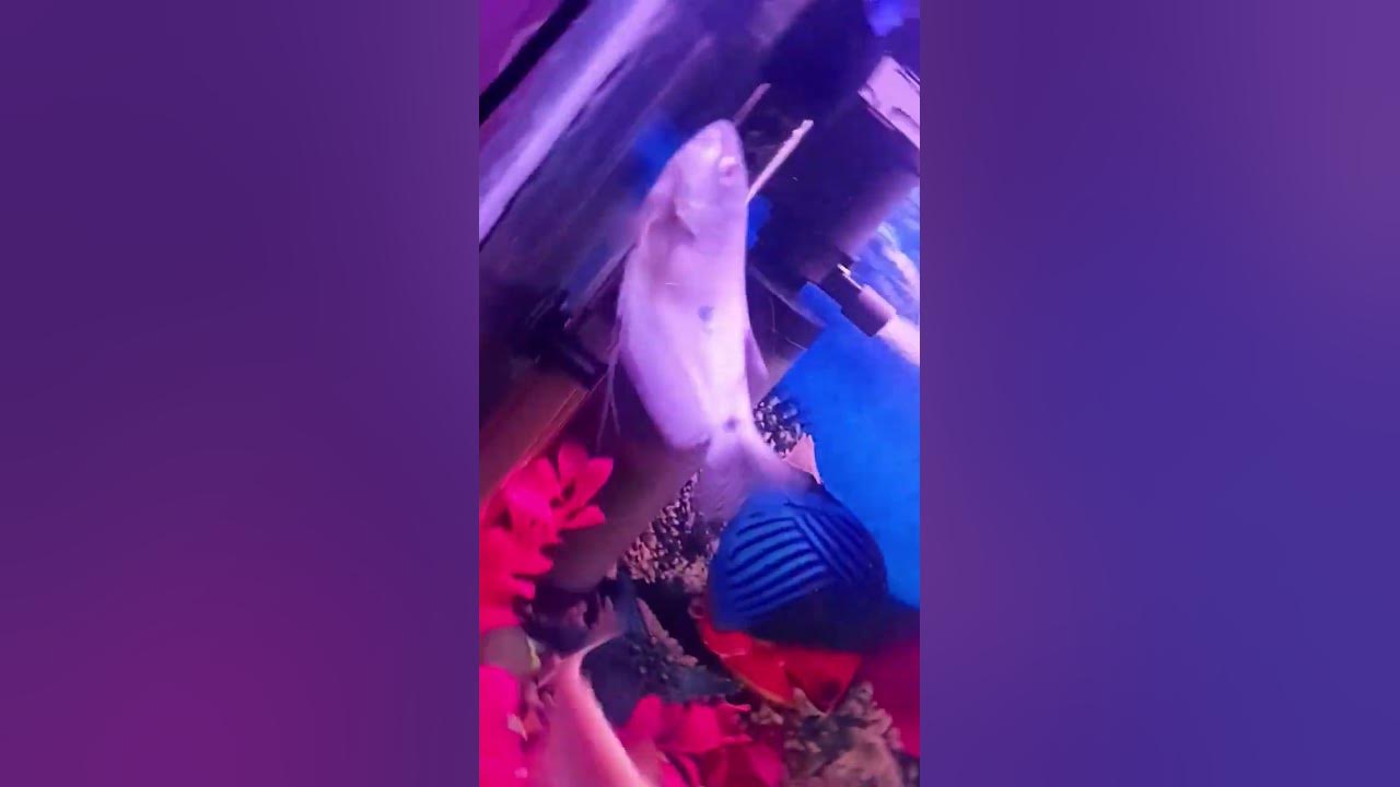 beautiful-fish-pot-youtube-youtube