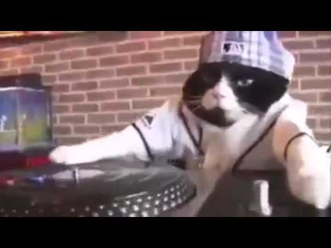 Dj istanbul vs dj kedi bagimlilik yapar