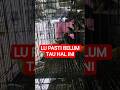 #sindanghayu #shortvideos #martinbirdshop #viralvideos