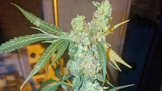 7 days left to seed harvest of incredible bulk cross GG4🥳🤗🥳🤗🥳