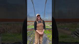 Curly Girl Flowers | Fresh Flowers & Farm in Troy, Montana