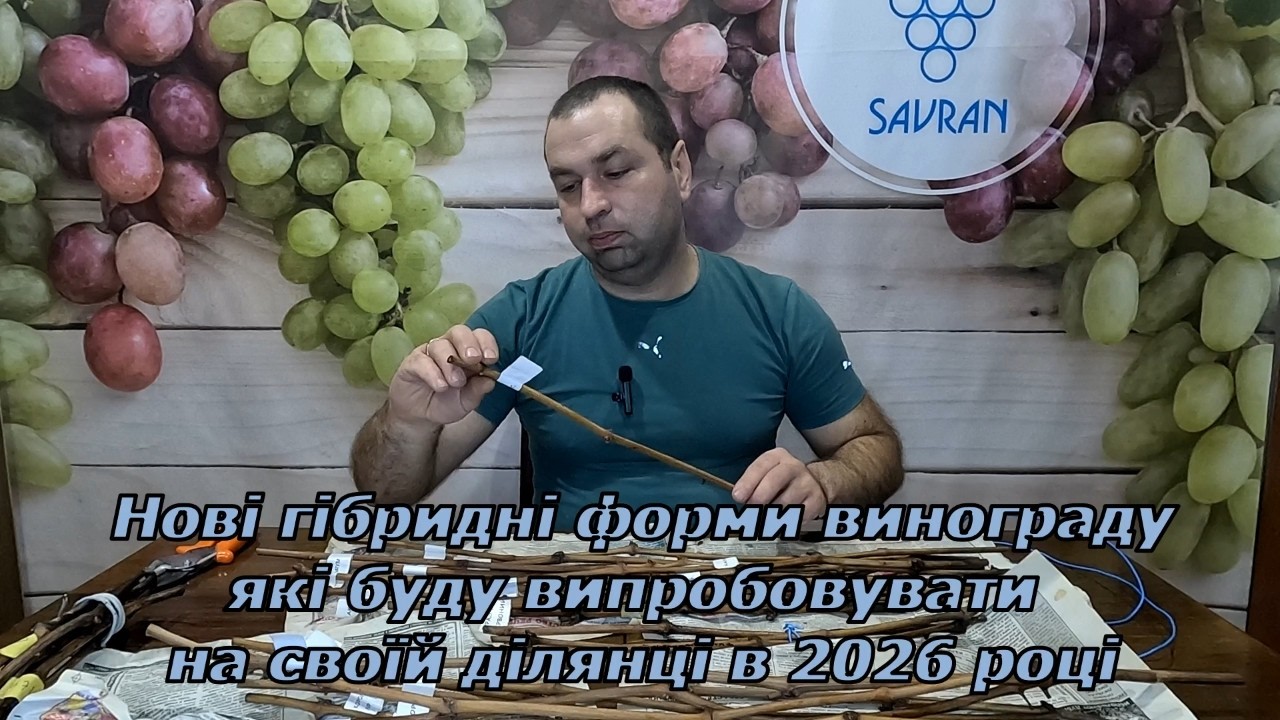 Нові ГФ винограду які буду випробовувати на своїй ділянці в 2026 році