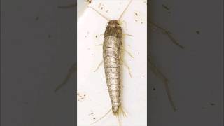 Silver Fish | Creepy Creature Hiding inside your bedroom