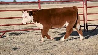 Tag 521 Carver Herefords