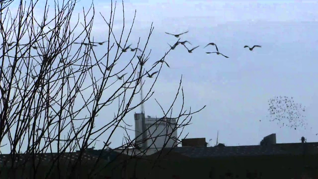 Vogelafweer systeem met geluid