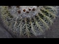 UC RIVERSIDE: The botanical gardens is 40 acres of beauty
