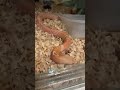#repost #crocodile #lifeisbutadream