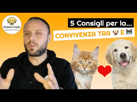 Video: 5 Consigli Per Trattare L'acne In Cani E Gatti