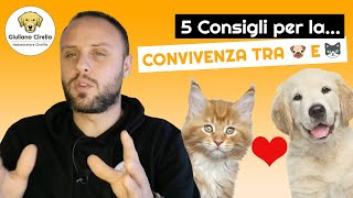 Convivenza Cane e Gatto: 5 Consigli per Far sì che Funzioni | Giuliano Addestratore