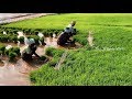 Rice Farming Complete Guide from Seeds to Harvest