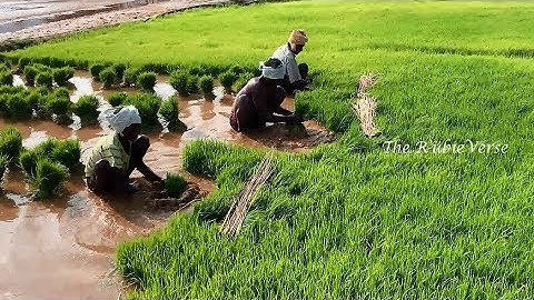 Rice Farming Complete Guide from Seeds to Harvest