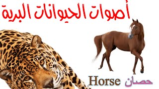 اصوات الحيوانات البرية | اسماء الحيوانات بالعربية و الانجليزية للاطفال| Animals Sounds