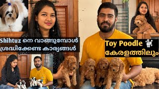 Toy ബ്രീഡുകളുടെ വീട് തിരുവനന്തപുരത്ത് ...Shihtuz നെ വാങ്ങുമ്പോൾശ്രദ്ധിക്കേണ്ട കാര്യങ്ങൾ...