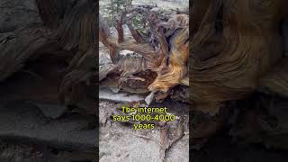 Petrified Trees on the Rubicon?