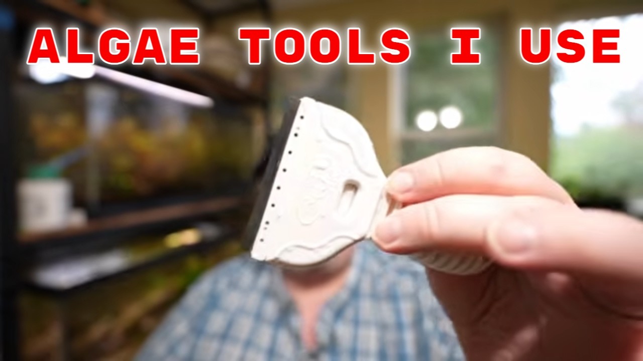 Tools I Use For Removing Surface Algae