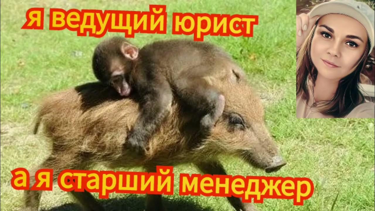 Хрюшки против. Брошенные детёныши обезьян. Обезьяна мучает детеныша. Свинья и обезьяна женщина. Свинья и обезьяна женщина.