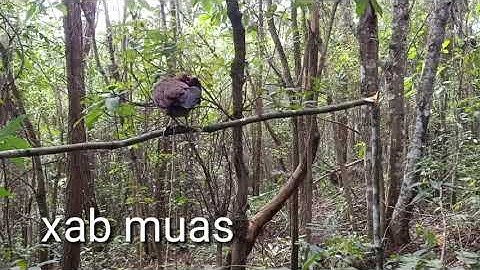 poj qaib txuam ob tsauj zoo cuab 100%