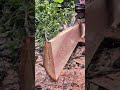 Aserrando las mejores tablas con motosierra 💪🔥 #chainsaw #sthil #madera #asmr #woodworking